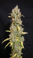 Lemon Zkittle phéno 3 - Dutch Passion - Cut 12/12+109