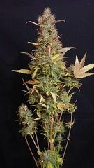 Chocolope - DNA - Cut 12/12+109
