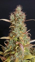 Chocolope - DNA - Cut 12/12+109