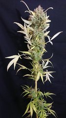 #32 phéno2 - Sensi seeds - Cut 12/12+109
