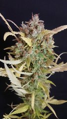 #32 phéno2 - Sensi seeds - Cut 12/12+109