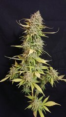 Guava Berry Kush phéno2 - Philosopher seeds - Cut 12/12+99