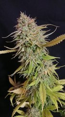 Guava Berry Kush phéno2 - Philosopher seeds - Cut 12/12+99