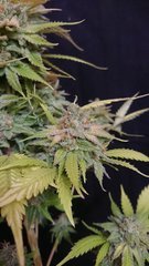 Guava Berry Kush phéno2 - Philosopher seeds - Cut 12/12+99