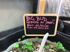 BiG BuD du Jack'