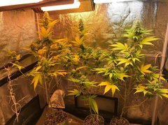 Flo +33 BiG BuD
