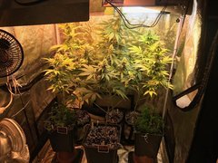 Flo +29 BiG BuD