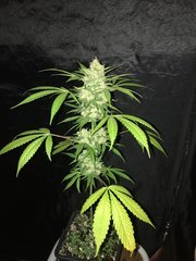 MAQUIxKUSH Flo+60 phéno 1