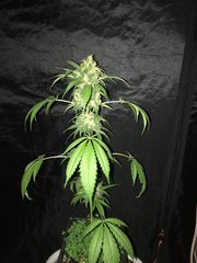 MAQUIxKUSH Flo+61 phéno 1