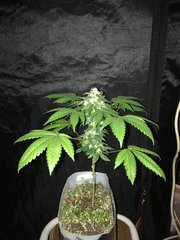 MAQUIxKUSH Flo+55 phéno 2 (dominance kush)
