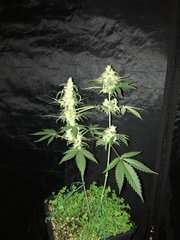 MAQUIxKUSH Flo+55 phéno 13 (mutante twin)