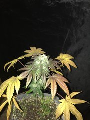 MAQUINDICA