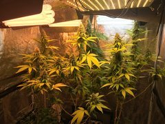 BiG BuD Flo+ 43//47