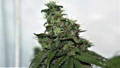 Pure Cbd Punch 12/12 +56