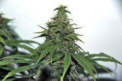 Pure Cbd Punch 12/12 +56