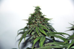 Pure Cbd Punch 12/12 +56