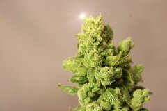 London Cheese 11 semaine de 12/12..