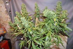 London Cheese 11 semaine de 12/12