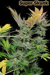 Super Skunk 13 semaines de 12/12