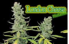 London Cheese 13 semaines de 12/12