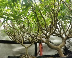 IMG_20200503_195936.jpg