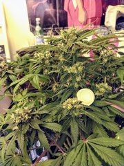 IMG_20200504_183720_1