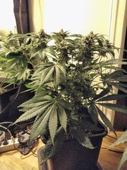 IMG_20200504_194353