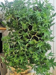 IMG_20200505_184537.jpg