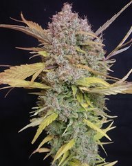 Amnesia - Super Strains Cut 12/12+100