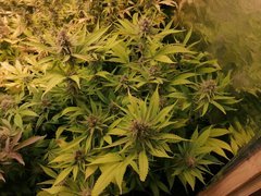 IMG_20200518_214803.jpg