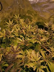 IMG_20200518_214841.jpg