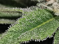 IMG_20200525_185013.jpg