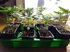 graines/one bud/C+15