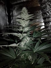 IMG_20200526_202228.jpg