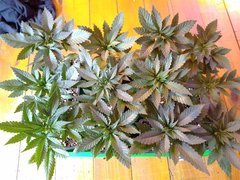 IMG_20200529_175614.jpg