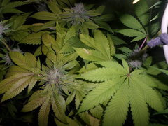 hashberry / beyond the brain mandala