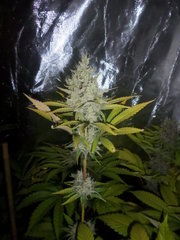 tangie cookie #2 Bcsc