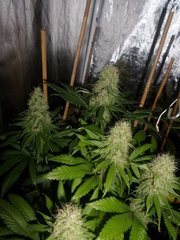 blue dream HSO