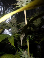 lemon jedi og the darkhorse genetic