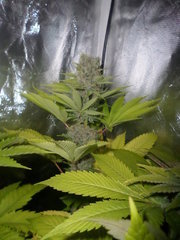 sour'kush Usc