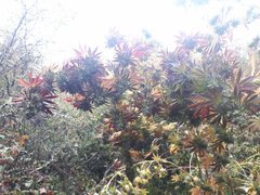 received_2171973489757080.jpeg