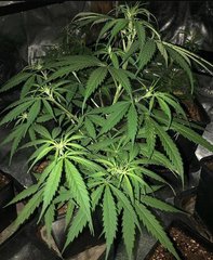 01 A5 haze s1 karma