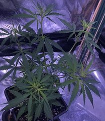 02 A5 haze karma