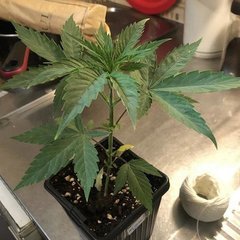 03 A5 haze karma