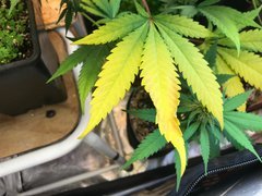 BOBO