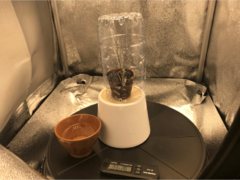 Germination