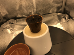 Germination
