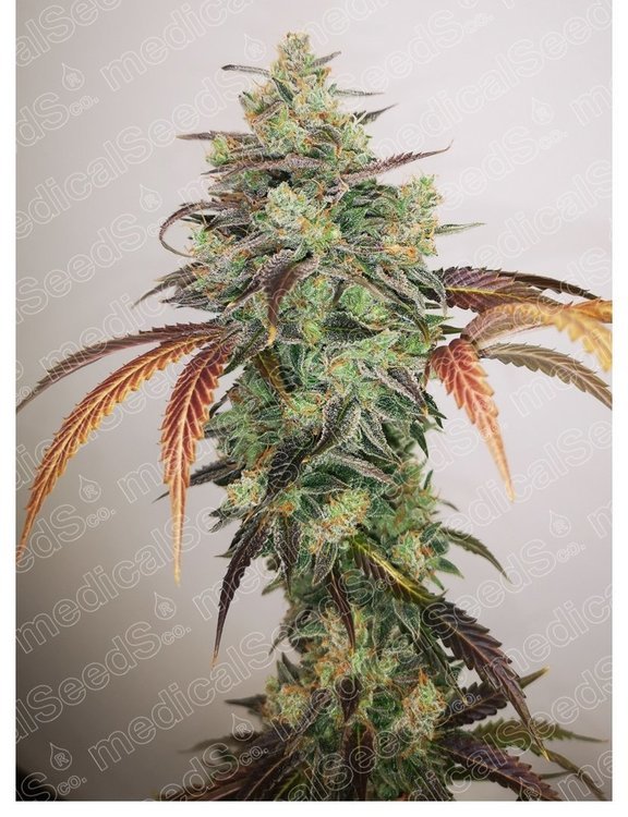 y-griega-cbd-20.jpg
