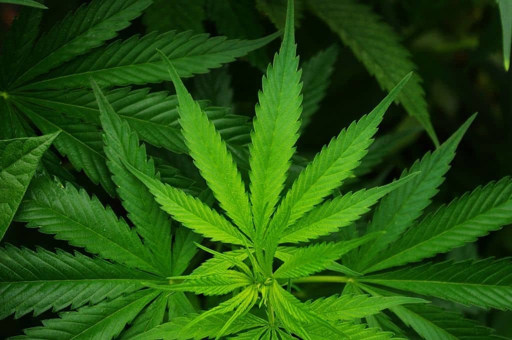 Légalisation de la marijuana à partir de 2020 en Thaïlande