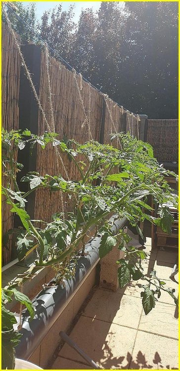 cannaweed_2020_bioponie0003 - Copie.jpg
